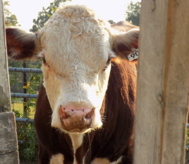 cow-horace